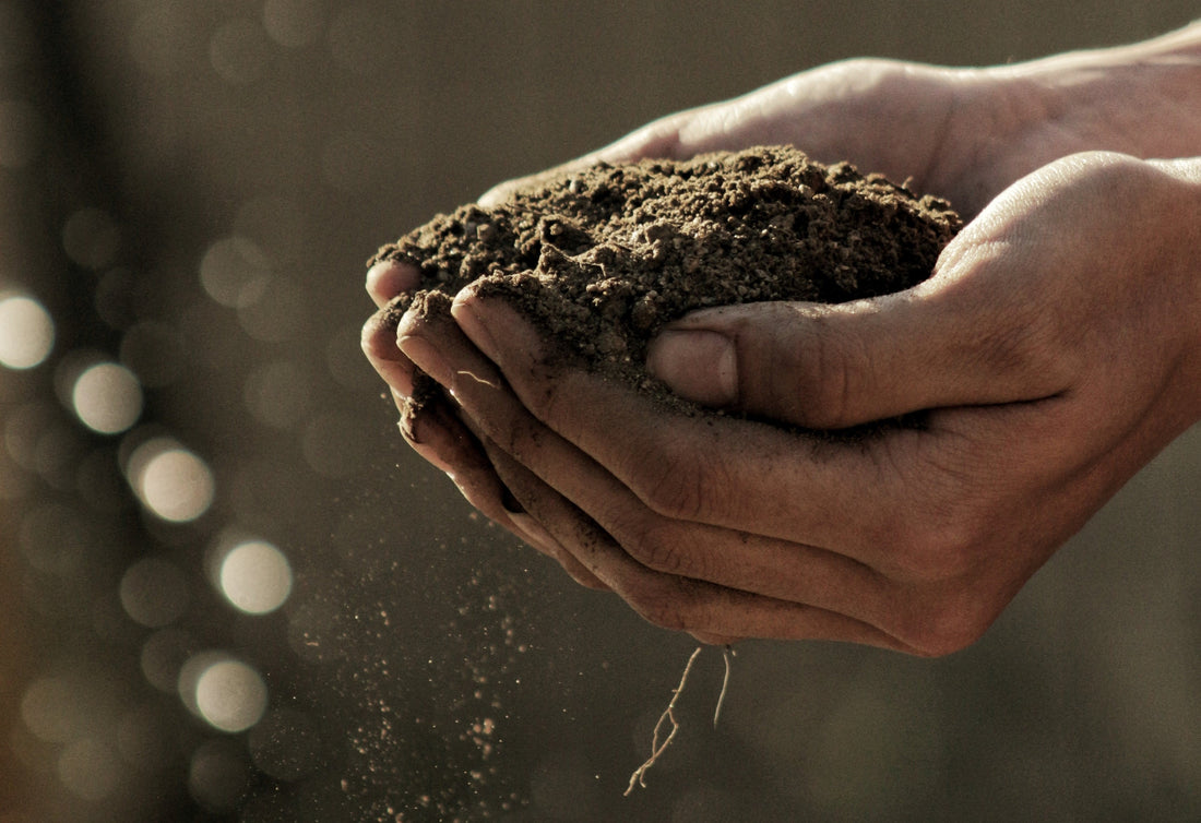 Hands holding futile soil