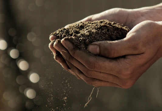 Hands holding futile soil